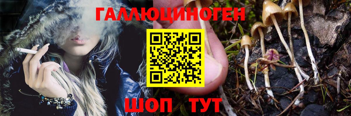 Галлюциногенные грибы Psilocybe Губаха